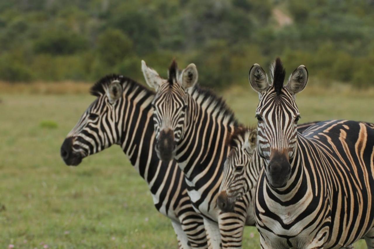 Idube Game Reserve Sabi Sand Vadrezervátum Kültér fotó